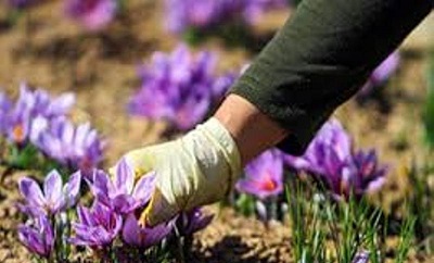کل تولید زعفران ایران تا ۳ سال آینده به گلخانه می‌رود