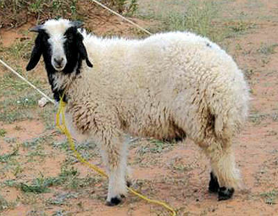 ماجرای گوسفندی که آبروی قصاب را خرید