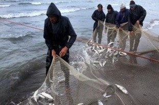 صید ۳۵۰ تن انواع ماهی استخوانی در رودسر