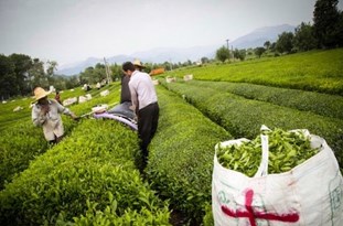 خسارت ۴۰ میلیارد تومانی ۳۰ درصد از تولیدات چای بهاره در پی سرمای اخیر