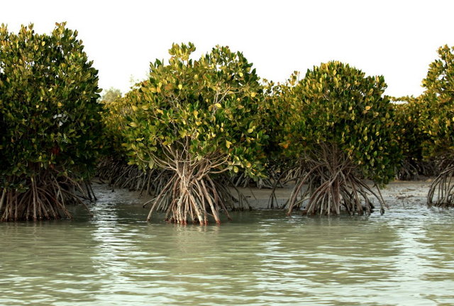 کاهش درختان “مانگرو” به دلیل جاده‌سازی/اسیدی‌شدن آب‌دریا و تهدید مرجان‌های خلیج‌فارس