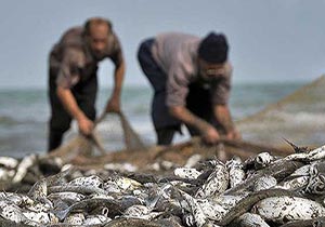 ۴۰۰ تن ماهیان استخوانی در سواحل بندرکیاشهر صید شد