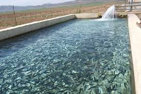 افزایش ۴۰۰۰ تنی ظرفیت پرورش ماهی در استان گیلان