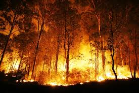 آتش‌سوزی در ۱۵۰ هکتار از منابع طبیعی شمال کشور در نوروز