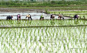 ممنوعیت کشت برنج در ۲۸ استان کشور