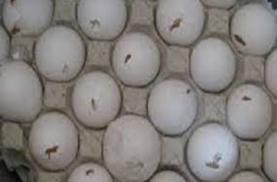 کشف بیش از ۲ تن تخم‌مرغ فاسد در آستارا