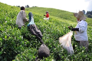 مطالبه خسارت هشت میلیارد تومانی چای‌کاران رودسری از صندوق حمایت از توسعه چای