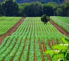 عرضه سامانه‌ای برای اصلاح آبیاری سنتی و کاهش هدررفت آب در بخش کشاورزی