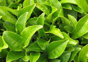 خرید بیش از ۹ هزار تن برگ سبز چای از باغداران چایکار شمال کشور