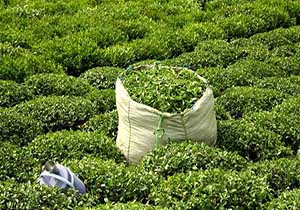 برداشت حدود ۴۰ تن برگ سبز چای از باغ‌های شمال کشور