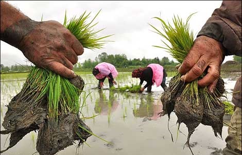 علمی‌شدن فرآیند تولید برنج از برنامه‌های بسیج سازندگی سپاه قدس گیلان است