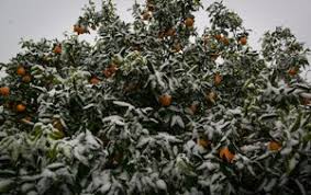 خسارت سرمای بهاره به باغ های املش
