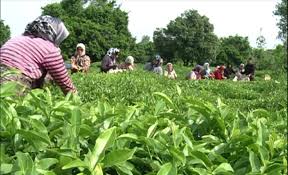 ۴۰ هزار تن برگ سبز چای از باغات شمال برداشت شد