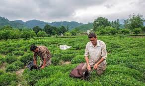 باغات چای رودسر تأمین‌کننده ۲۰ درصد تولید چای داخلی است