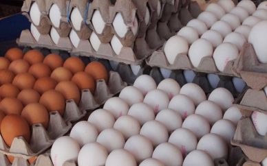 کشف بیش از ۳ تن تخم‌مرغ فاسد در آستارا