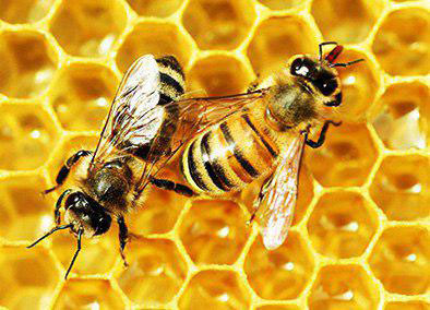 جهان بدون زنبور امنیت غذایی ندارد