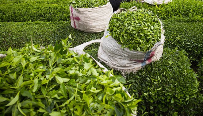 طرح بیمه فراگیر باغات چای در گیلان اجرایی می‌شود