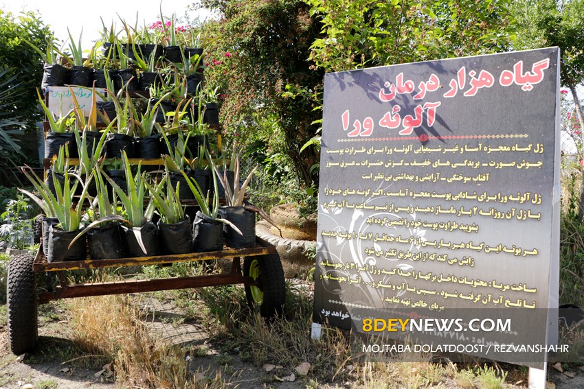 پرورش گیاه آلوئه ورا در رضوانشهر | تصاویر