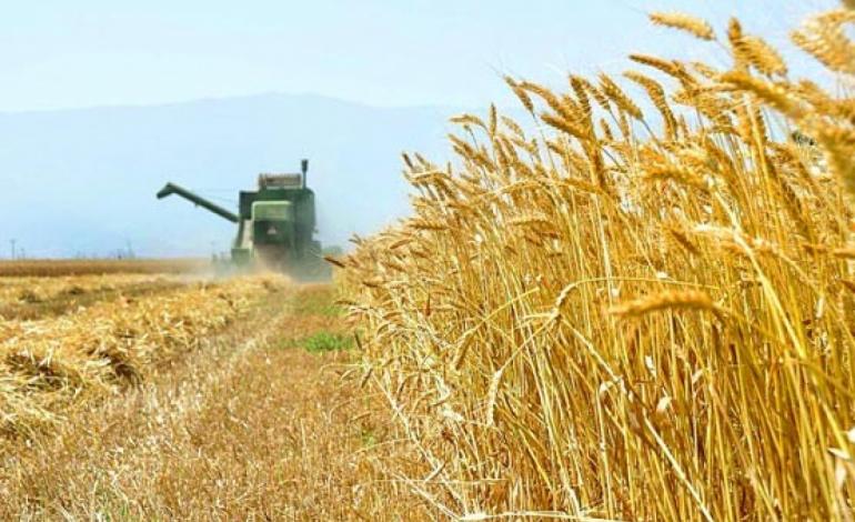 ۱۴۰ تن گندم از کشاورزان گیلانی خریداری شد