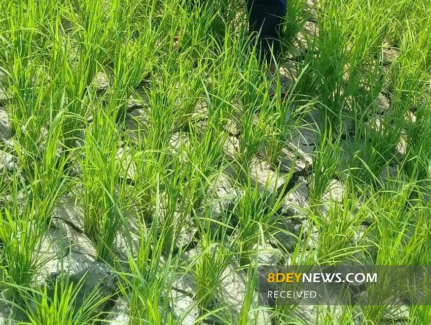 خشکسالی شدید در مزارع برنج/ “گیلان کم آب” قربانی می گیرد!