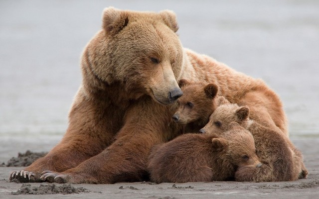 شکارچیان خرس قهوه‌ای در گیلان ۵۰ میلیون تومان جریمه می‌شوند