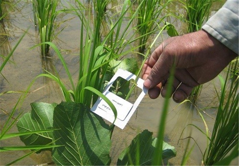 مبارزه بیولوژیک با ‌آفات برنج در اراضی گیلان اجرایی می‌شود