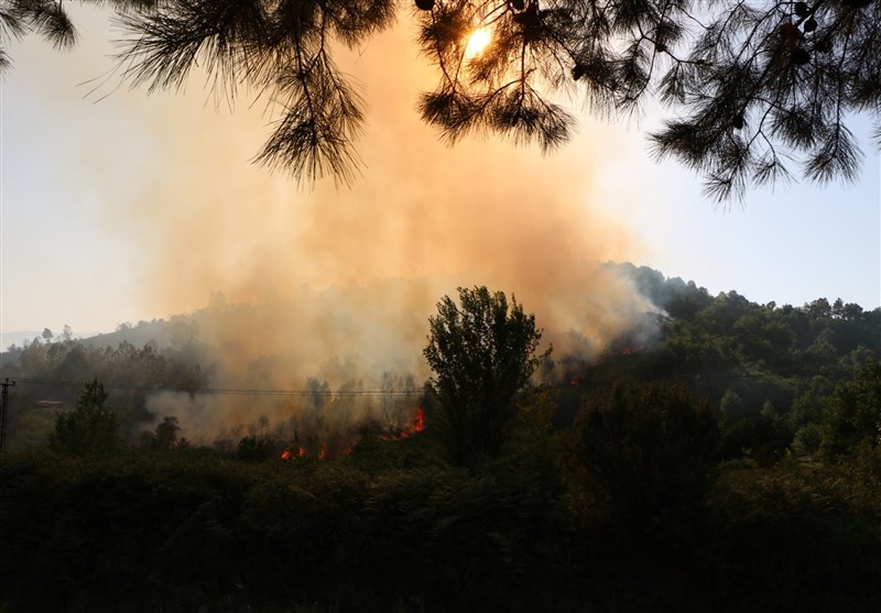  آتش‌سوزی در باغات چای لنگرود ۵۰۰ میلیون تومان خسارت به بار آورد
