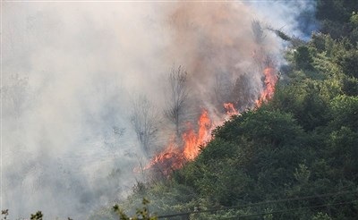 “سازمان مدیریت بحران” مسئول پرداخت خسارت آتش‌سوزی باغات چای لنگرود است