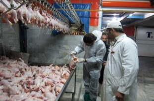 بررسی نحوه نظارت شرعی سازمان دامپزشکی کشور بر گوشت‌های وارداتی/ سهم به سزای برند حلال در صادرات محصولات دام و طیور