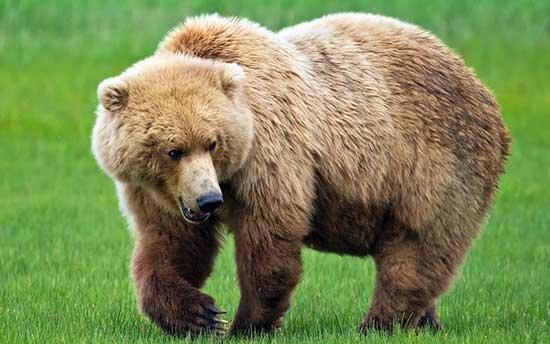شکار خرس قهوه ای ۶۰ تا ۸۰ میلیون تومان جریمه دارد