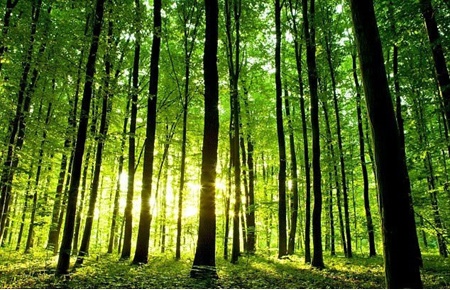 اجرای طرح تنفس جنگل‌های کشور با ۱۴۰ میلیارد تومان اعتبار