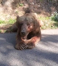 تلف شدن یک قلاده خرس در ماسال