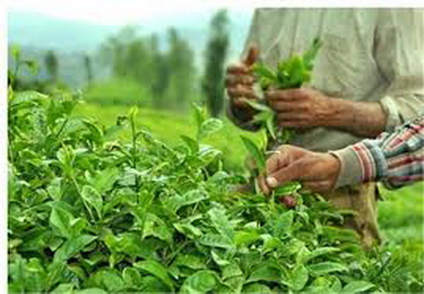 چین برگ سبز چای در ۲ استان شمالی از مرز ۷۴ هزار تن گذشت