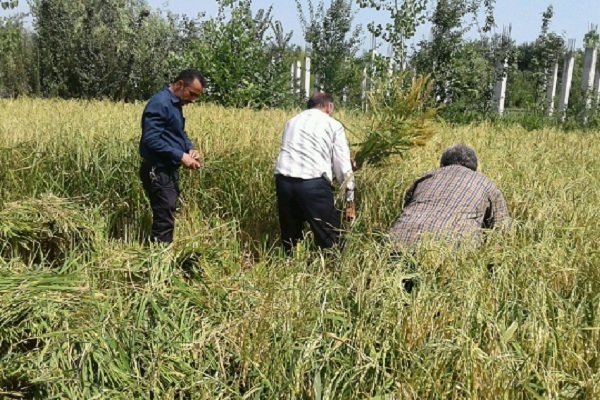 توضیحات وزارت جهاد درباره ممنوعیت طرح کشت برنج