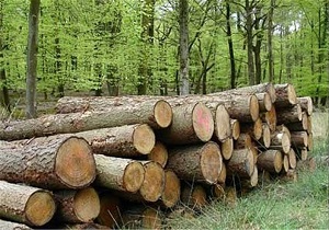 کشف محموله چوب جنگلی قاچاق در گیلان