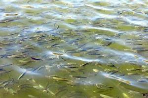 رهاسازی میلیون ها بچه ماهی در رودخانه‌های شهرستان رشت