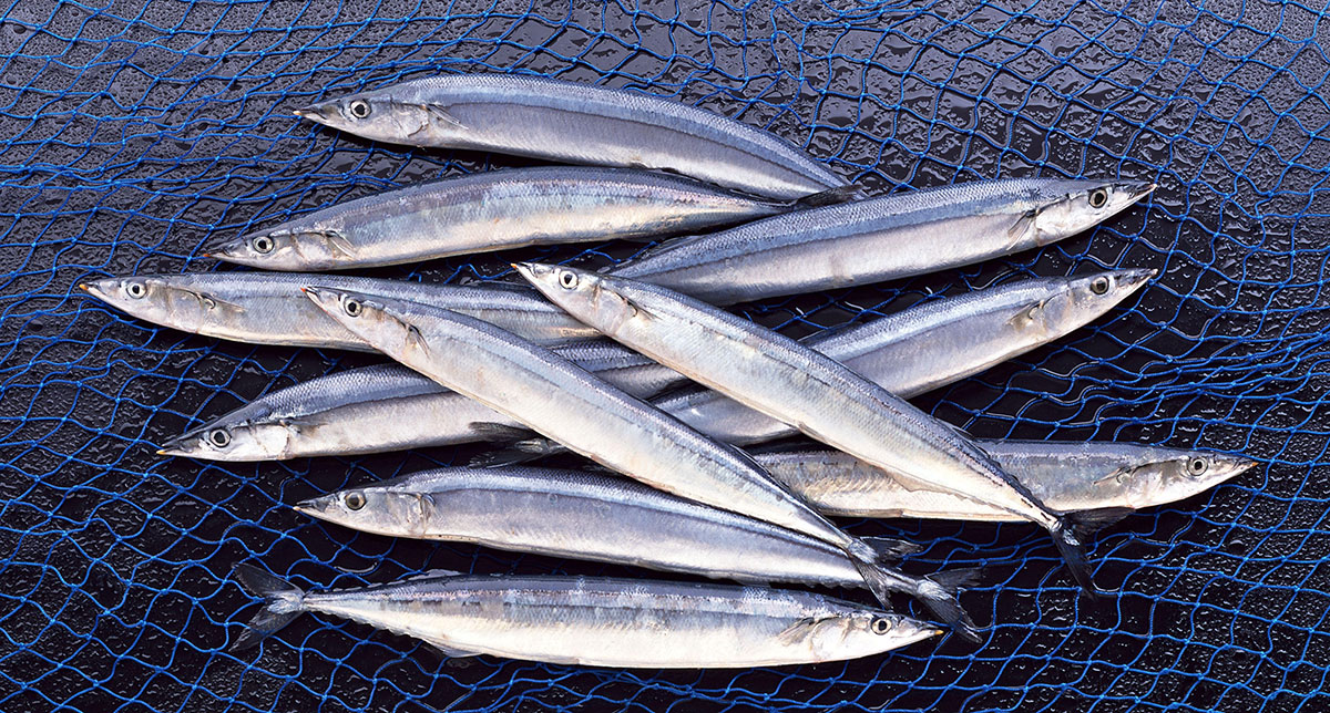 صید بیش از ۲۰۰ تن ماهی کلیکا از دریای خزر