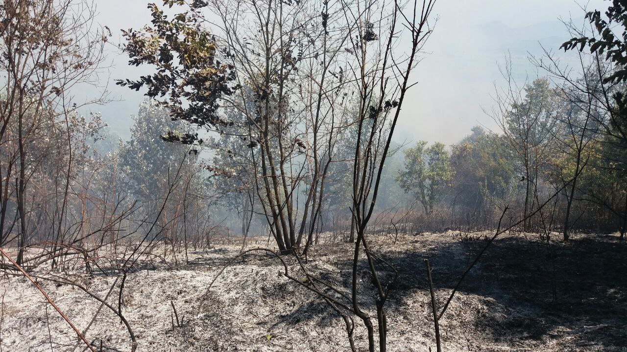 خسارت ۱۵۰ میلیونی آتش سوزی در کومله لنگرود/ یکی از عوامل اصلی آتش سوزی ها نقش افراد در تغییر کاربری اراضی است