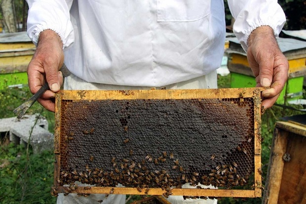 تولید بیش از ۵ هزار تن عسل در گیلان