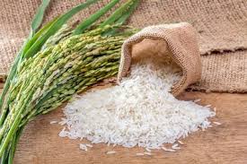 استان گیلان توانایی خودکفایی برنج کشور در ‌یک بازه ‌سه ساله ‌را ‌دارد