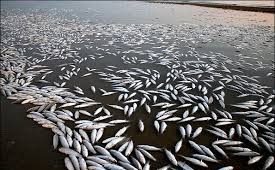 ۵۰۰۰ قطعه ماهی در شهرستان تالش تلف شدند