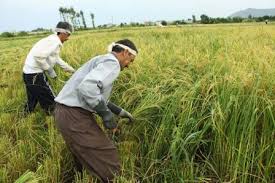 آغاز برداشت برنج در مازندران و گیلان/ استانهای دیگر با وجود هشدار وزارت کشاورزی برنج کاشتند