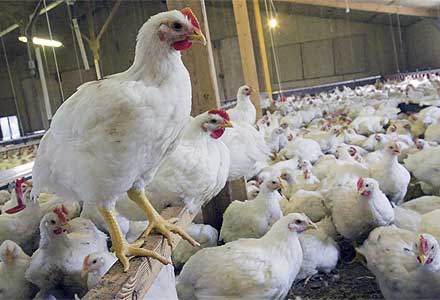 افزایش هزینه‌‌های تولید “مرغداران گیلانی” را دچار مشکل کرده است
