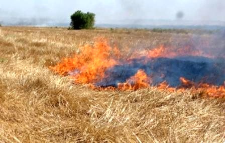 خودداری کشاورزان از سوزاندن کاه و کُلش در مزارع / پیش بینی یکسال زندان برای افراد خاطی