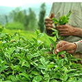 صادرات چای هند به ایران کاهش یافت