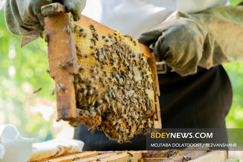 زنبورداری و تولید عسل در رضوانشهر + تصاویر