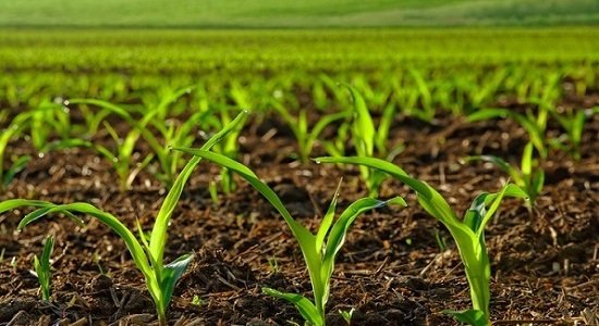 راه اندازی منطقه آزاد ویژه کشاورزی در گیلان