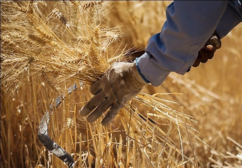 نرخ خرید تضمینی گندم تعیین شد/رشد قیمت خرید گندم قابل قبول است