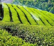 طرح بیمه فراگیر باغات چای در گیلان اجرا می شود