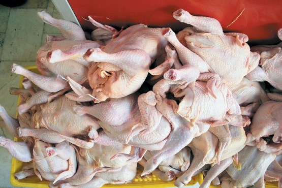 روزانه حدود ۲۰۰ تن گوشت مرغ از گیلان به سایر استان‌ها صادر می‌شود